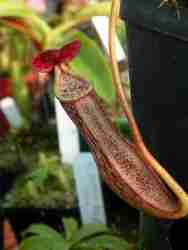 Nepenthes boschiana