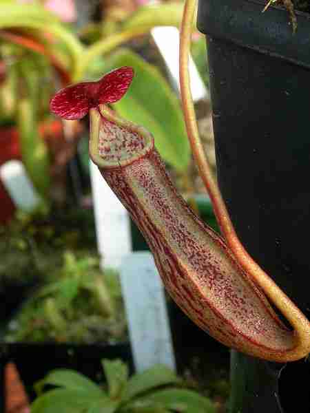 Nepenthes boschiana