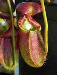 Nepenthes ephippiata