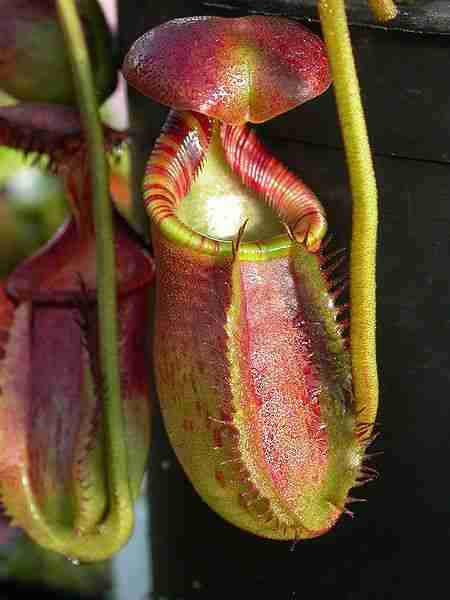 Nepenthes ephippiata
