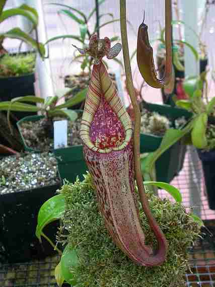 Nepenthes eymae