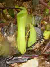 Nepenthes gracilis