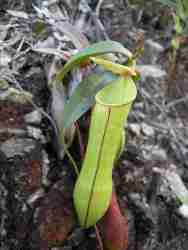 Nepenthes gracilis