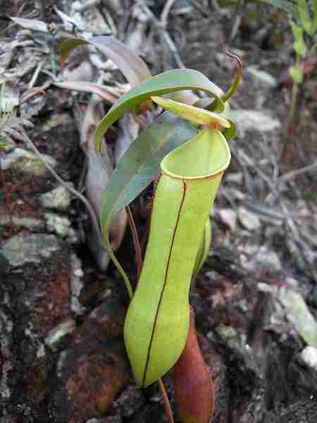 Nepenthes gracilis