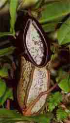 Nepenthes mapuluensis