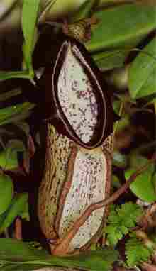 Nepenthes mapuluensis