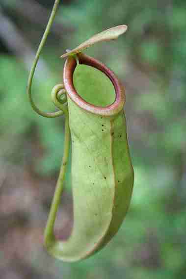 Nepenthes mirabis