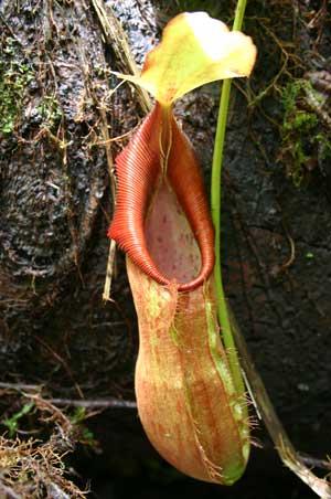 Nepenthes spathulata