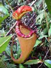 Nepenthes sumatrana