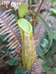 Nepenthes tentaculata