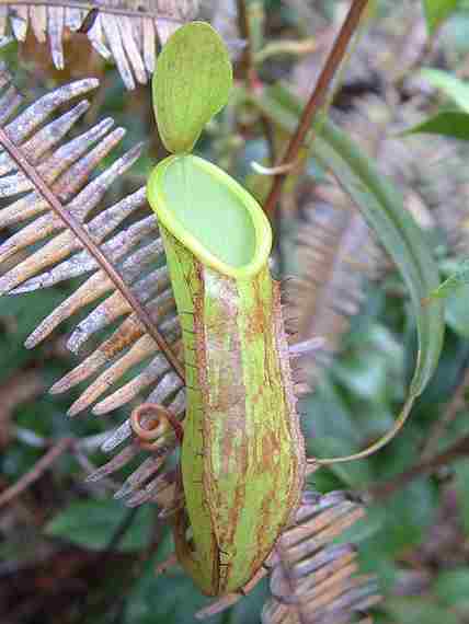 Nepenthes tentaculata