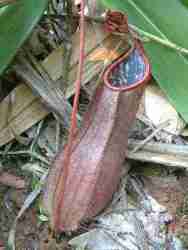 Nepenthes tomoriana