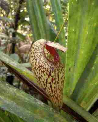 Nepenthes_aristolochioides