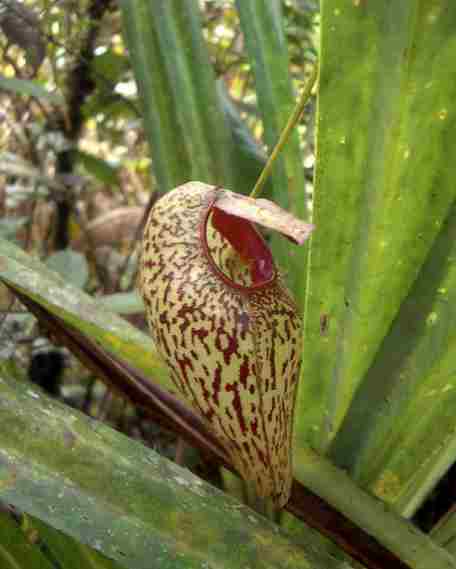 Nepenthes_aristolochioides