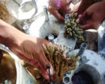 transplantasi terumbu karang Pemasangan karang dalam transplantasi terumbu karang