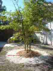 Bambu-kuning-Bambusa-vulgaris Bambu Kuning (Bambusa vulgaris)