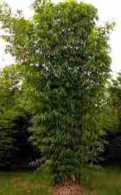 Bambu-legi-Gigantochloa-atter Bambu Legi (Gigantochloa atter)