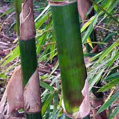 Bambu-Tutul-Bambusa maculata Bambu Tutul (Bambusa maculata)
