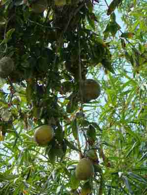 Buah maja (Aegle marmelos) di pohonnya