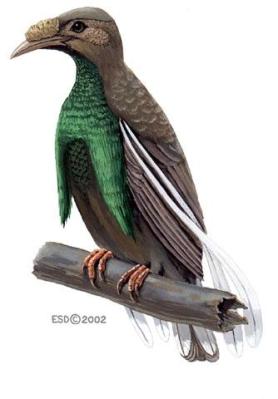 Burung Bidadari jantan