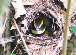 burung pancawarna akar