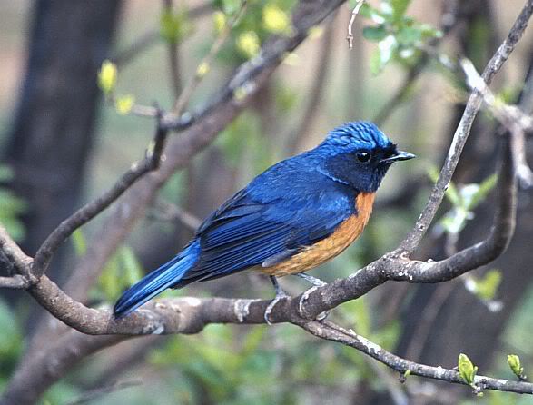 Burung Tledekan (Niltava sp)