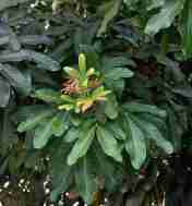 Kosambi atau Kesambi (Schleichera oleosa)