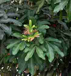 Kosambi atau Kesambi (Schleichera oleosa)