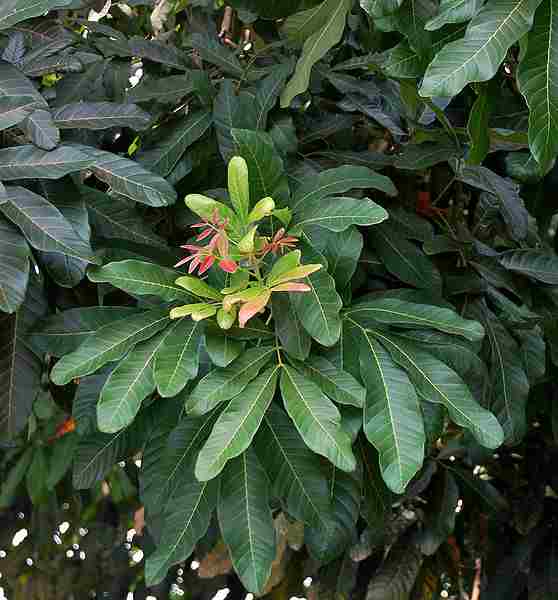 Kosambi atau Kesambi (Schleichera oleosa)