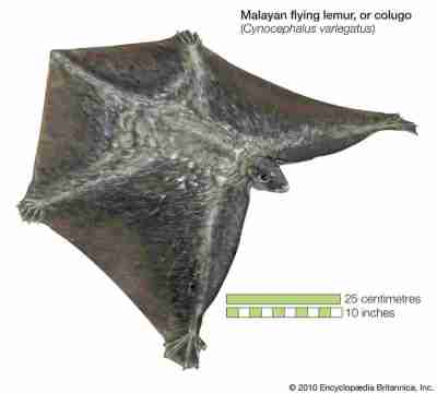 Kubung saat selaput tipisnya direntangkan
