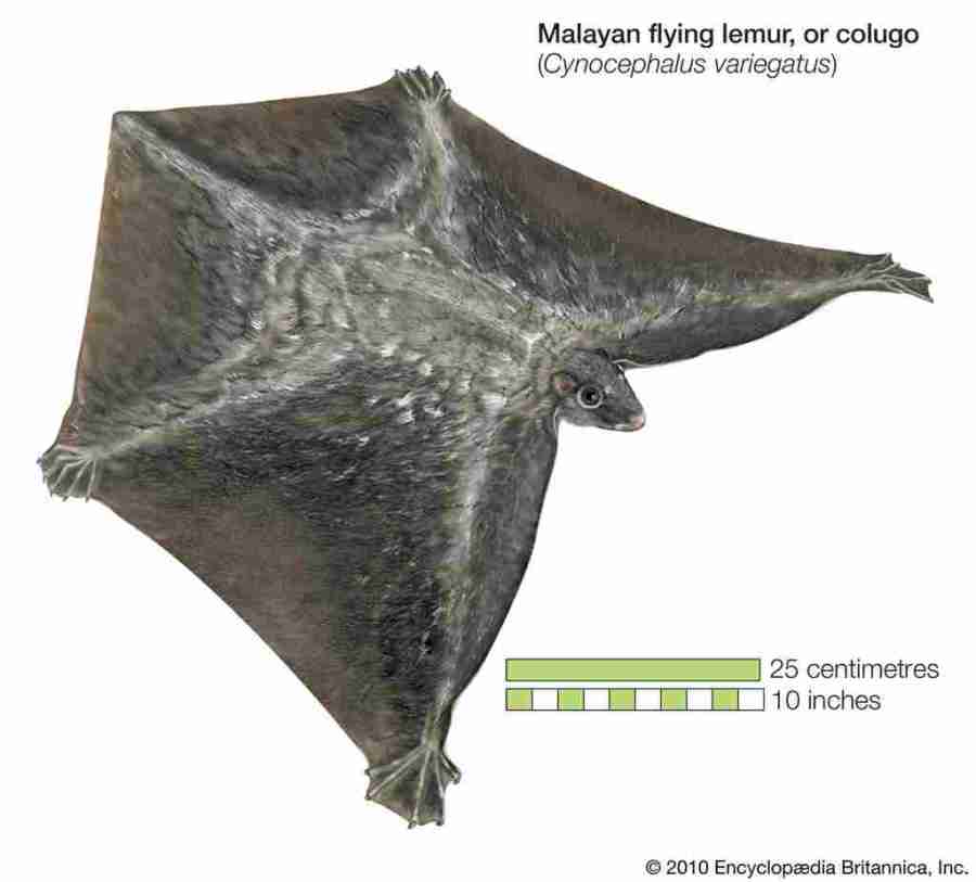 Kubung saat selaput tipisnya direntangkan