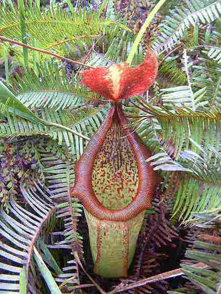 Nepenthes insignis