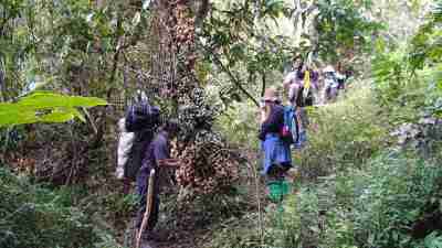 Baccaurea lanceolata atau pohon Kalampesu atau Lempaung atau Limpasu