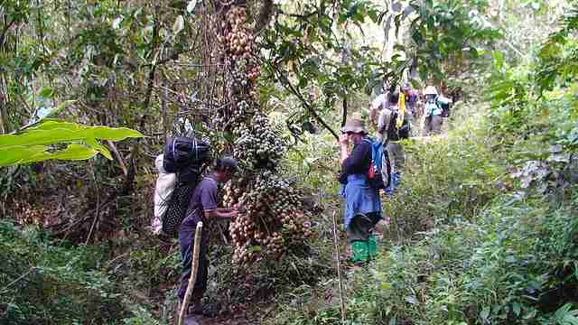 Baccaurea lanceolata atau pohon Kalampesu atau Lempaung atau Limpasu