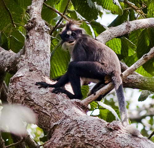 Lutung dahi putih (Presbitys frontata)