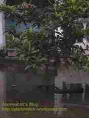 Pohon Sawo yang baru kutanam di halaman rumah diserang banjir