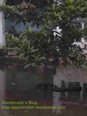 Pohon Sawo yang baru kutanam di halaman rumah diserang banjir