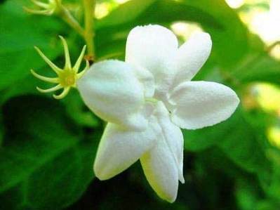 bunga-melati Bunga Melati yang sederhana namun wangi