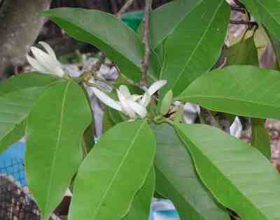 Gambar bunga Cempaka Putih (Michelia alba)