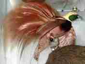 Cendrawasih Raggiana (Paradisaea raggiana)