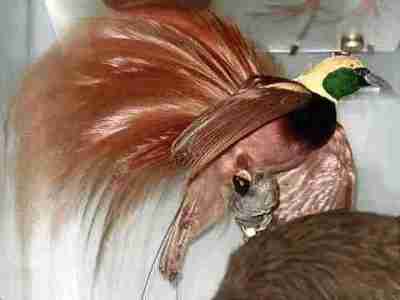 Cendrawasih Raggiana (Paradisaea raggiana)