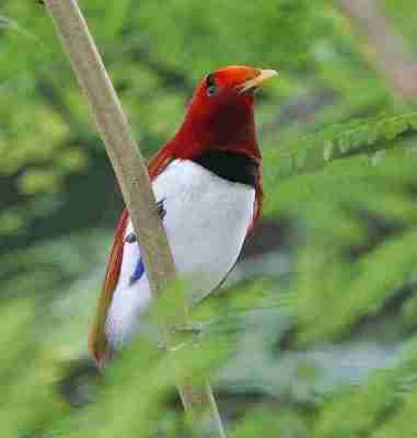 Cendrawasih Raja (Cicinnurus regius)