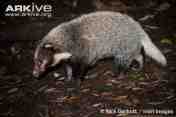 Pulusan, Babi Batang, Hog Badger, atau Arctonyx collaris