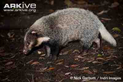 Hog-badger Pulusan, Babi Batang, Hog Badger, atau Arctonyx collaris