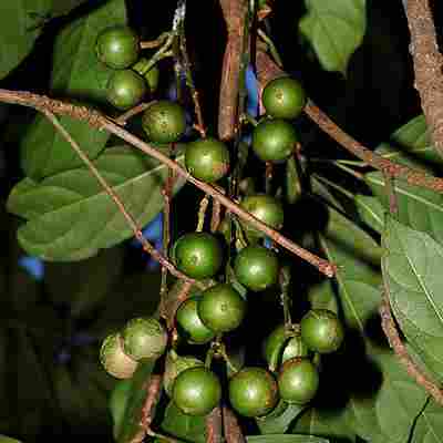 Kepundung-baccaurea-racemosa Buah Menteng (Kepundung) muda di pohon