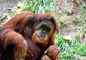 Orangutan Sumatera (Pongo abelii)