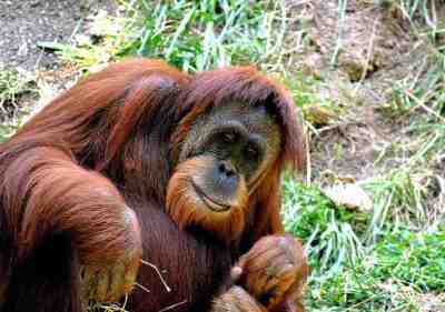 Orangutan-sumatera-pongo-abelii Orangutan Sumatera (Pongo abelii)