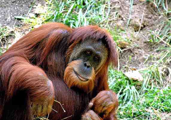 Orangutan Sumatera (Pongo abelii)