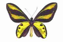 Ornithoptera chimaera