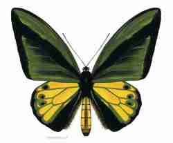 Ornithoptera goliath